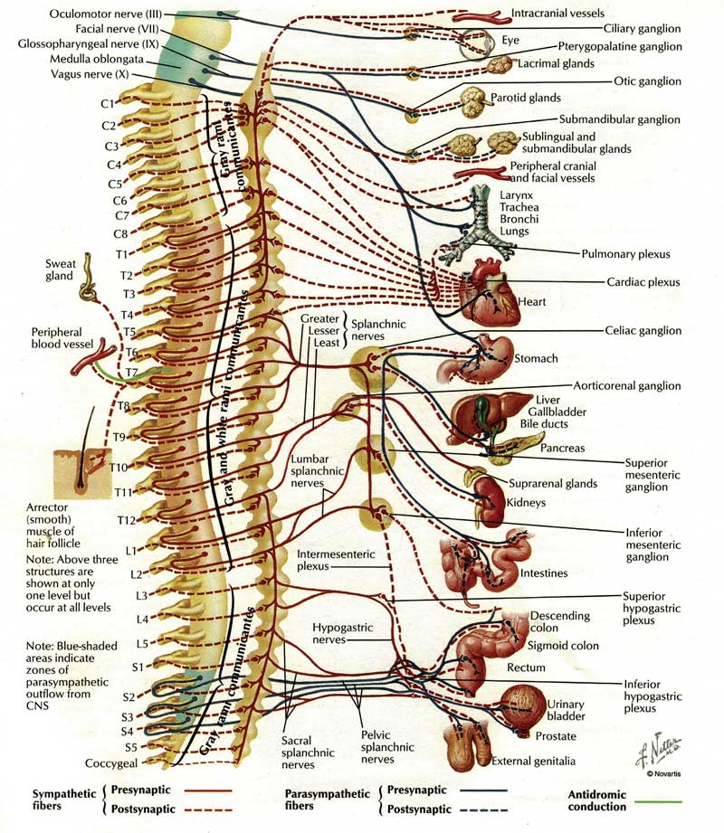Schema Autonomic Nervous System